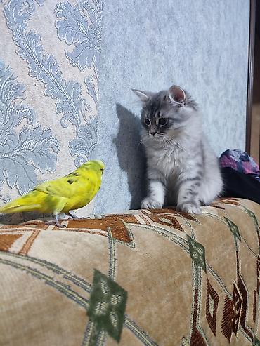 Pişiklər: Britan — 3