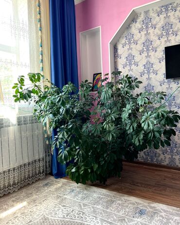 грунт для комнатных растений: Продаю красивый Шефлер высота 1 метр,не капризный подойдет для офиса
