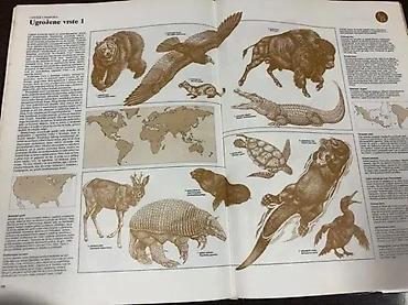 Dečije knjige: Veliki atlas životinja – Mladinska knjiga Ilustrovani enciklopedijski — 2
