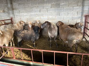 Бараны, овцы: Продаю | Овца (самка) | На забой | Матка, Ярка — 2