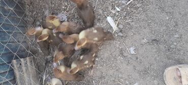 Коровы, быки: Самка, | Lal ordek, Для мяса