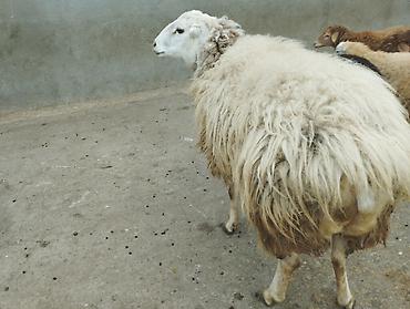 Qoyunlar, qoçlar: Erkək, il: 2, Damazlıq — 1