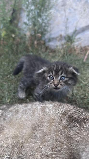 кошки лысые: Кошка даром: Скотиш Страйт (Шотландская прямоухая), 2 месяца, Девочка — 3