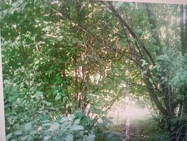 Torpaq sahələrinin satışı: 21 sot, Tikinti, Mülkiyyətçi, Kupça (Çıxarış) — 13