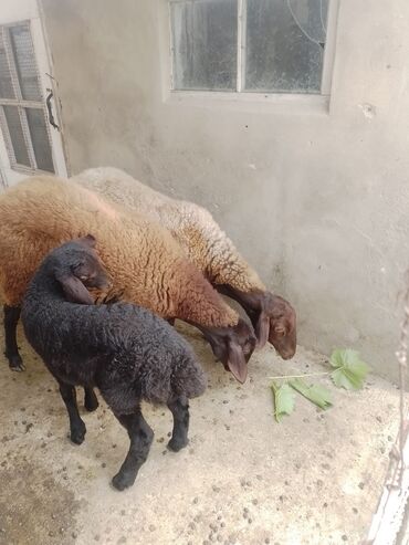 Quzu, Dişi, Qala, ay: 2, 60 kq, Damazlıq, Ünvandan götürmə