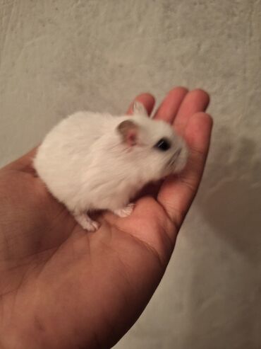 домик для маленькой собаки: Hamster və qəfəs dəsti giymet 25m Hamster erkekdi ve 2 ayliqdi tam