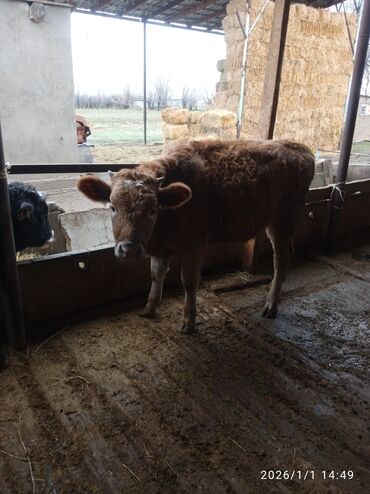 Коровы, быки: Продаю | Бык (самец) | Для разведения — 10