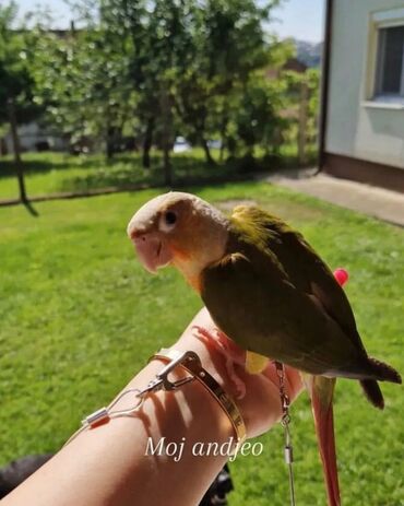 Oprema za kućne ljubimce: Povodci za papagaje – sigurnost, sloboda i poverenje u jednom! — 4