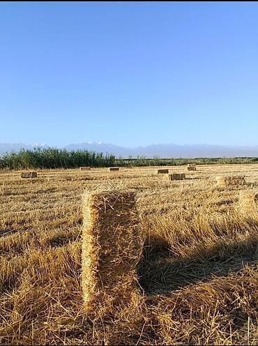 камни крс: 🌾 Срочно! Продам ячменную солому (Арпа) на поле Продается ячменная — 3