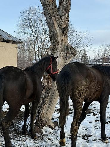 Лошади, кони: Продаю | Жеребец, Жеребенок | Рабочий — 5