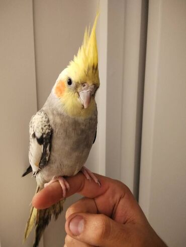 щенки ротвейлера бишкек: Tutuquşu Korella satılır Salam adı schipsidi öz qusumdu balacaliqdan