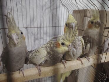Biologiya: 4 aylıq karellalar 2 erkey 2 dişi tam sağlam quşlardı Hamsı 90 manat