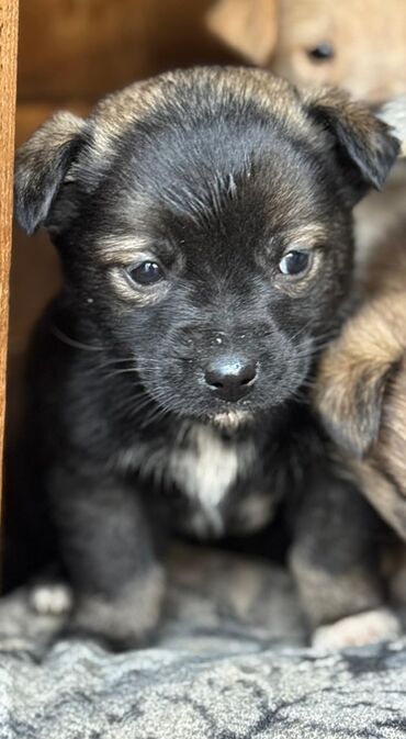Отдам даром собаку: Собака даром: Дворняжка, 2 месяца, Самец — 2