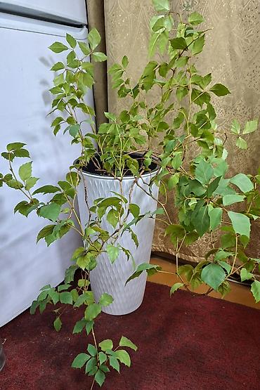 коралы: Винтовая пальма панданус, большое двухлетнее растение 500 сом — 6