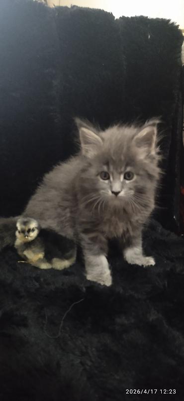 Продажа кошек: Мейн-кун, 1 месяц, Девочка — 17