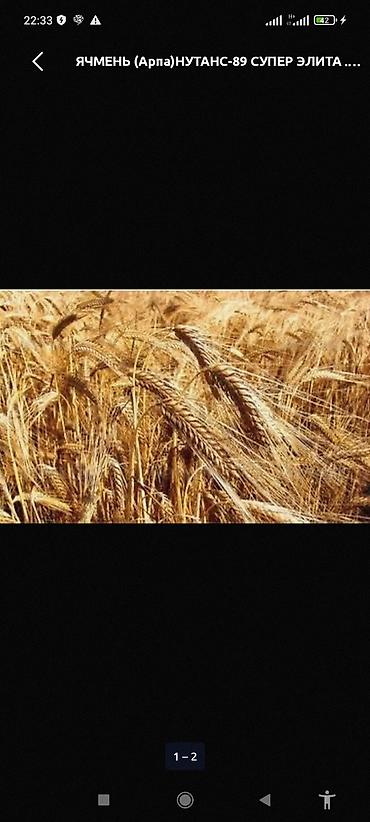 козлу кой: Куплю ячмень
. Город Токмок — 1