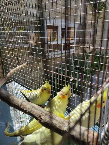 Tutuquşları: Korella 40-70 azn əl quslari bala hazir quslar tutuqusu quslar papuqay — 12