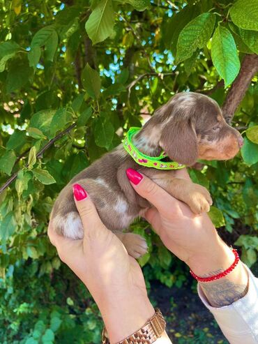 Psi: Odgajivacnica pasa "Happy Puppies" ima u ponudi patuljaste jazavicare — 10