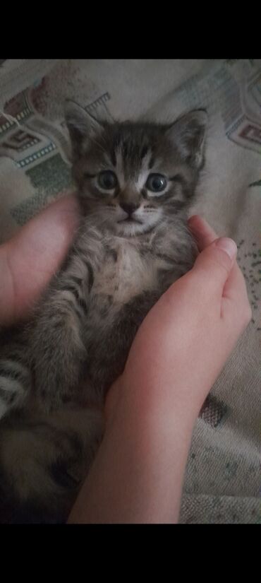 Продажа кошек: Отдам (смесь с сиамским) красивого милого котенка 3 месяца, мальчик, в