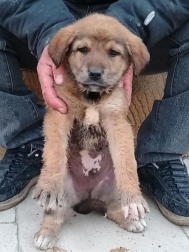 İtlər: 1 ay, Erkək, Pulsuz çatdırılma — 1