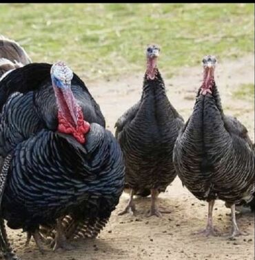 Akvarium aksessuar və ləvazimatları: 8 edən 6 ayı tamam olan Amerikan bronz hinduşkasi var.Tam sağlam iyene