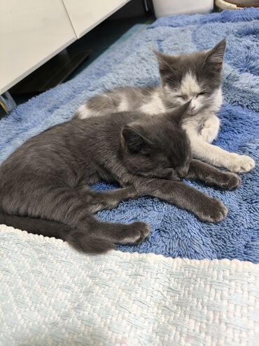 отдам котят в добрые руки бишкек: Мальчик, Проглистована