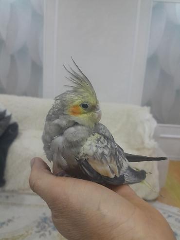 quş: Məhsul: Nimfa papuqayı (Cockatiel) Təsvir:ele oyresib dislemir - — 2