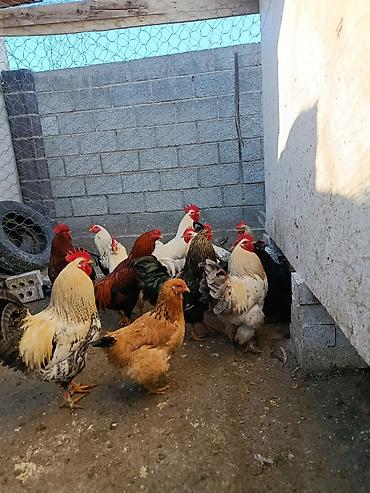 Куры, петухи: Продаю | Петух, Куры | Домашняя | На забой, Несушки, Для разведения — 11