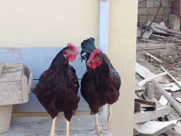 Xoruzlar: ROD İSLAND ve AVSTRALOP. cavan xoruzlar.sarilir.ve öz cinsi ferelerlə — 2