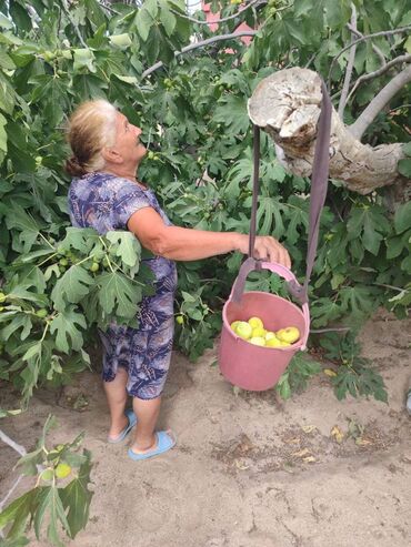 Quru meyvələr: Pirşaĝı quru enciri. Yayda Pirşaĝıda quruduruq. Kohne sovet krovatinda — 5