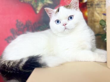 домик для котов: Мальчик скоттиш страйт потрясающие глаза голубого окраса, очень редкий