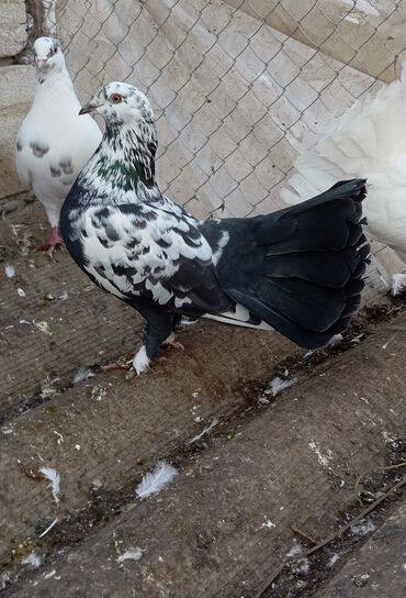 Göyərçinlər: Məhsul: Bəzək üçün fiqurlu göyərçinlər - Növ: Quyruğu geniş, yelpik — 3