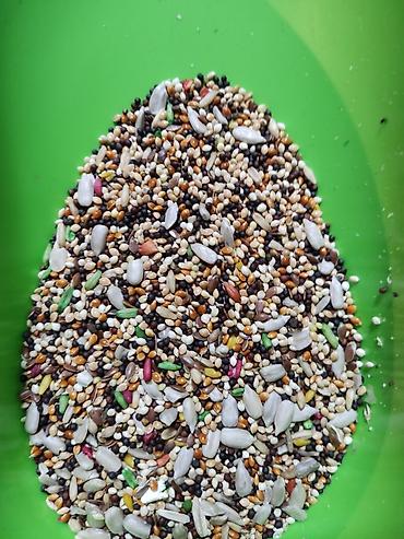 Птицы: Амадины очень просты в содержании и прекрасно подходят для начинающих — 9