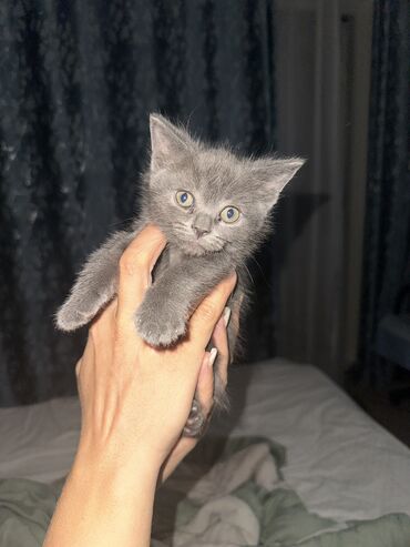 лошадь купить цена: Британская короткошёрстная, 2 месяца, Девочка, Серый, Приучена к лотку