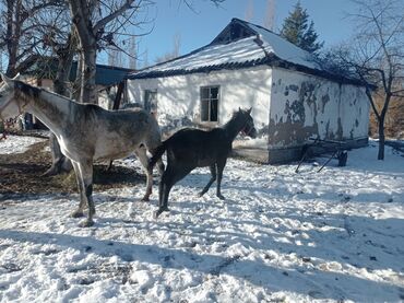 лошади продажа: Продаю | Кобыла (самка) | Английская, Арабская | Для разведения