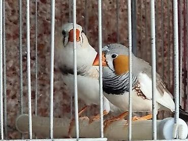 quş üçün qəfəs: Zebra ispinozu (Taeniopygia guttata) – dekorativ və çox sosial qəfəs — 10