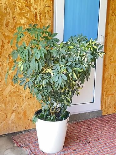 стол офис: Комнатные крупномеры в декоративных кашпо 1) Фикус эластика (Ficus — 1