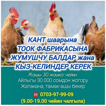 пескаблок койгонго балдар керек: 🐔 тез арада кант шаарына тоок фабрикасына жумушчу балдар жана