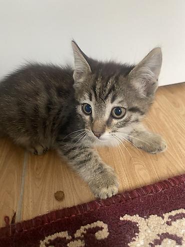 Pişiklər: Yaxşı əllərə, Ünvandan götürmə — 2