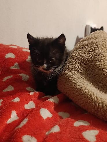 Отдам даром кошку: Котята девочки мальчики 1,5 месяца (серые мальчики, чёрно-белым — 10