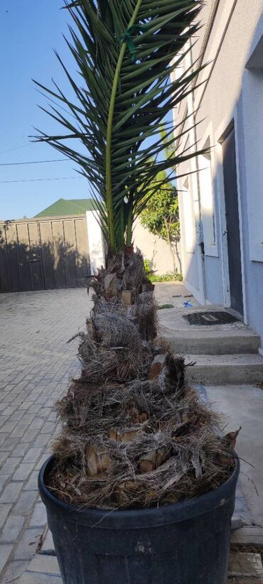 palma ağacı haqqinda melumat: 15 ilin palmasidir. Budaqları 6 metr. Giymet yerində razılaşmaq olar