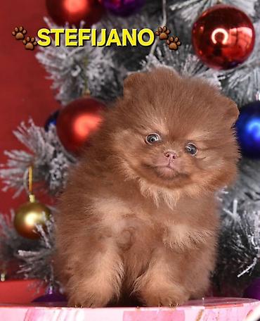 Psi: Pomeranac Boo. NOVO! Ekskluzivni dugo ocekivani stenci pomeranca u — 19