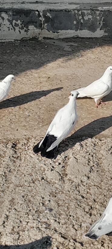 adana göyərçin: Qaraquyruq gozu maya enniquyruq tutulmadi 15 azn Qaradag lokbatana