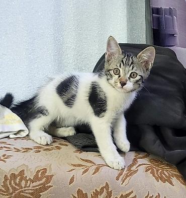 Котята в добрые руки, ласковые и игривые 📞 Г.Ош Желательно людям с