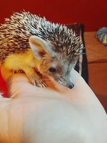 хорьки: 🦔 Продаётся декоративный ёжик Милый, ручной, ухоженный и активный — 1
