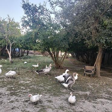 Erkək, Damazlıq