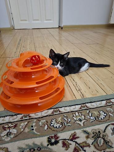 взять бесплатно котенка: 1 месяц, Девочка — 3