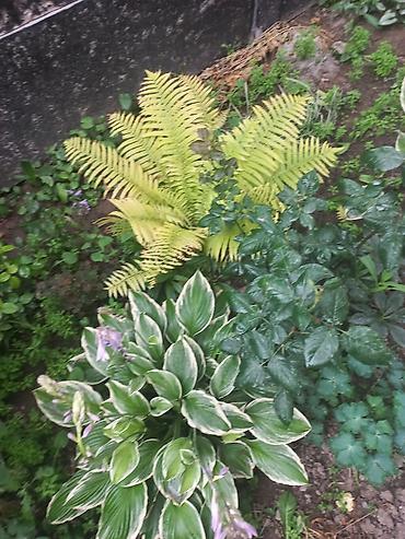 Другие садовые цветы и кустарники: Ново Покровка — 13