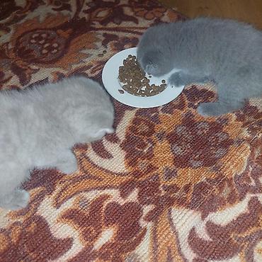 Pişiklər: Şotland — 8