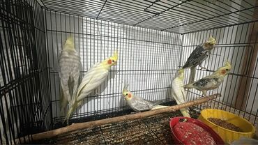 İtlər: Korella tutuqusulari 3-4 ayliq. Erkek ve disi. Tam saglam. Yuva